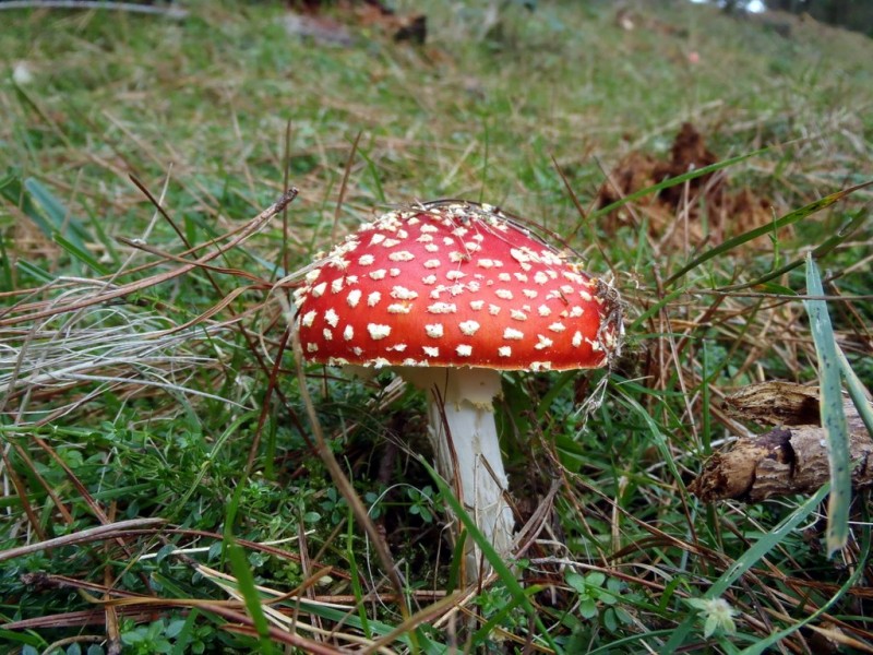 amanita