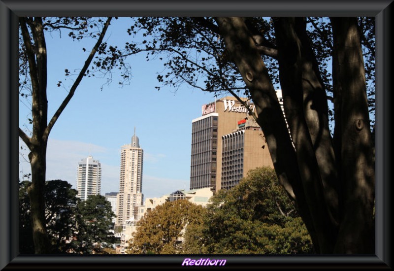 Entreviendo los rascacielos de Sydney desde el parque