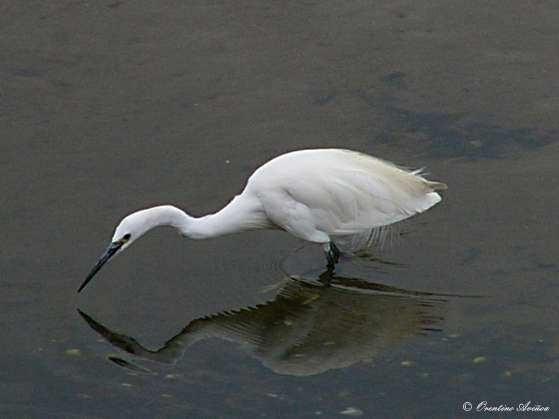 El reflejo