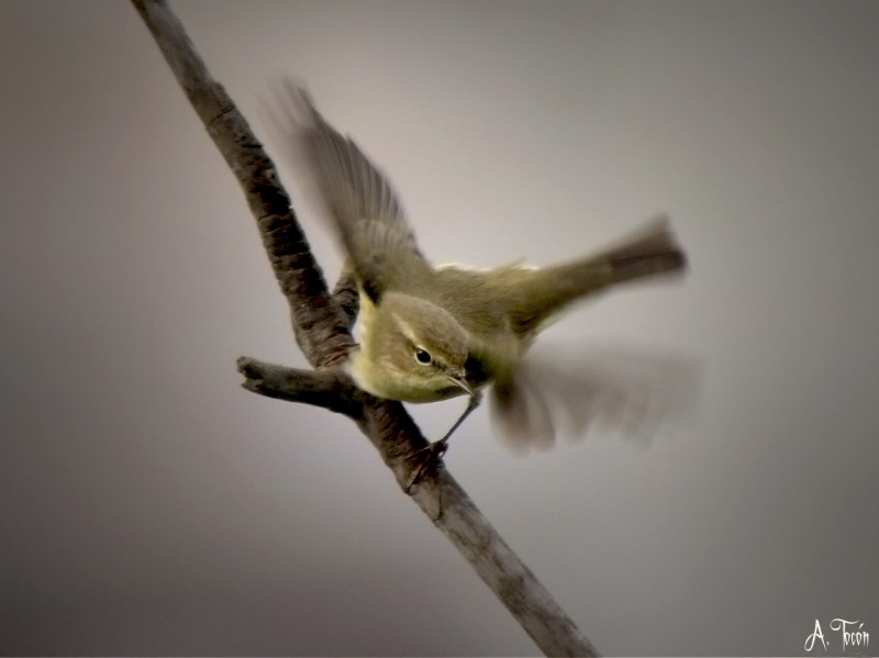 Mosquitero