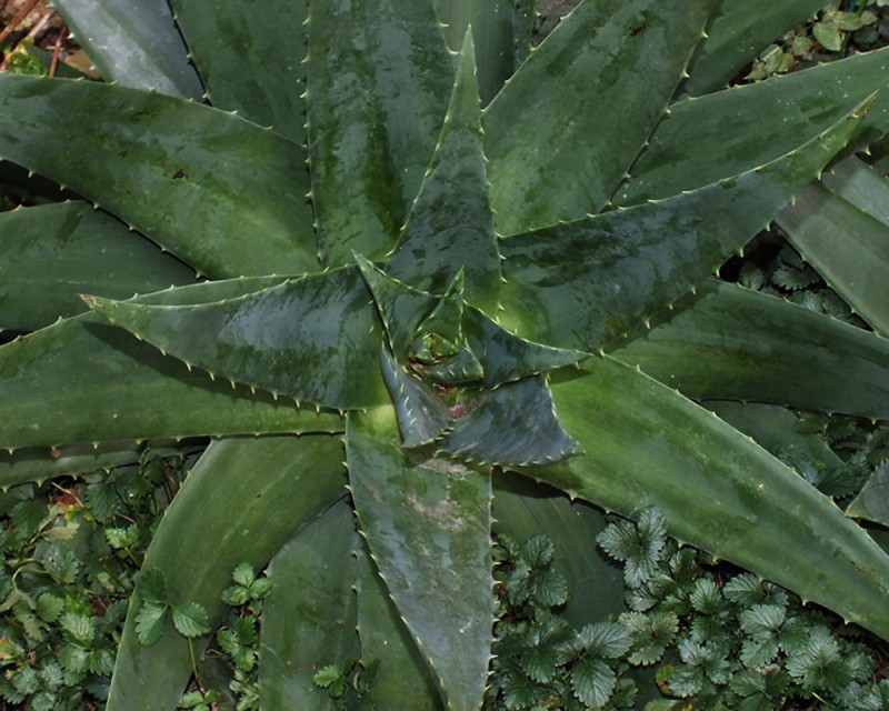 ALOE