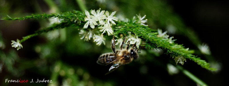 Abeja en esparraguera (III)