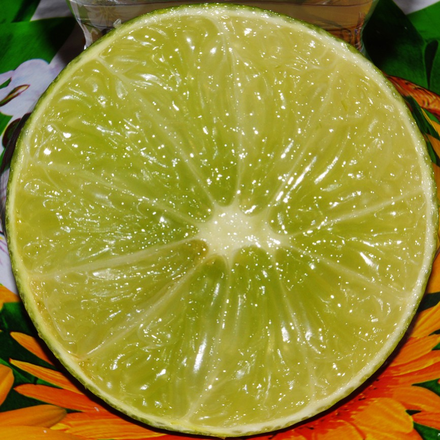 CITRUS - LIMON