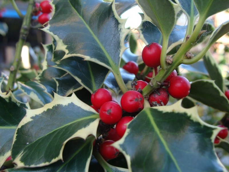 Frutos de invierno