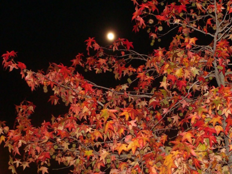 acariciando la luna