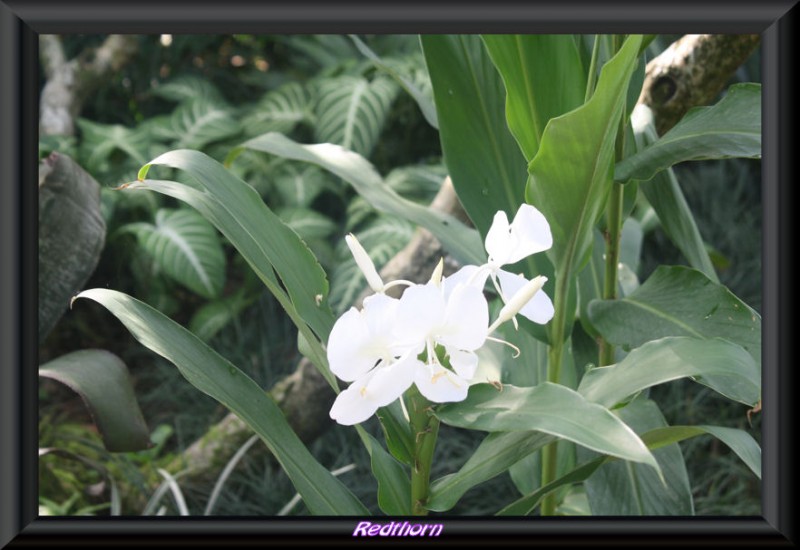 Orquidea blanca