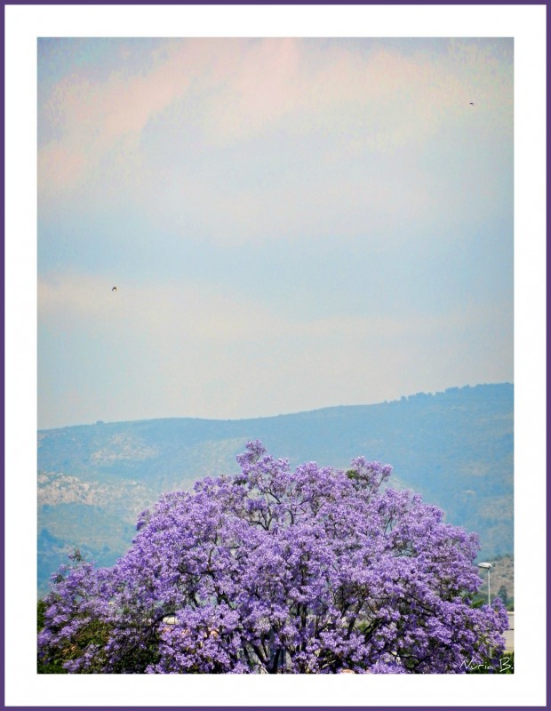 Copa de lilas