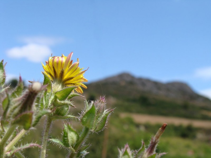 Flor amarilla