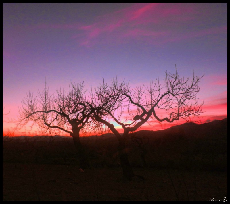 Atardece entre las ramas