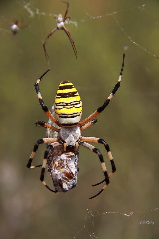 argiope bruennichi