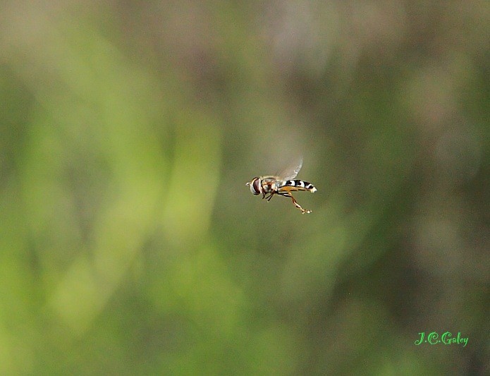 vuelo de precisin