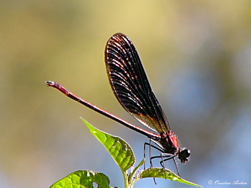 Tueste natural