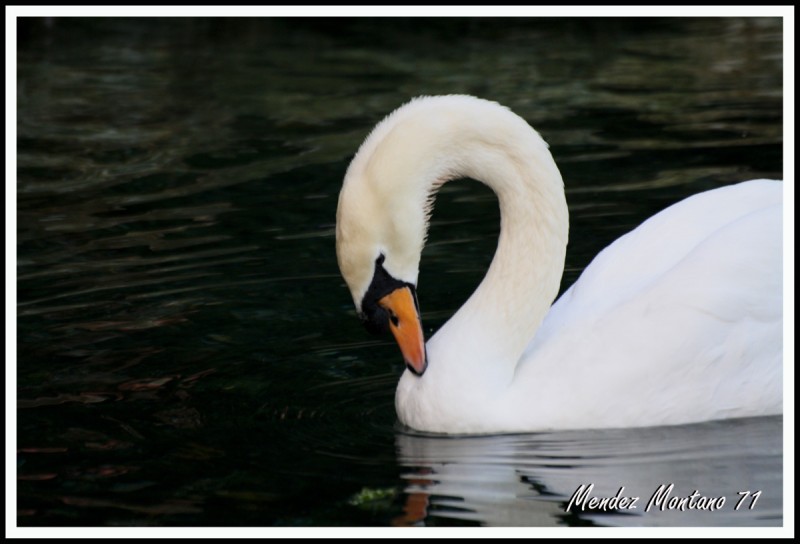 Cisne