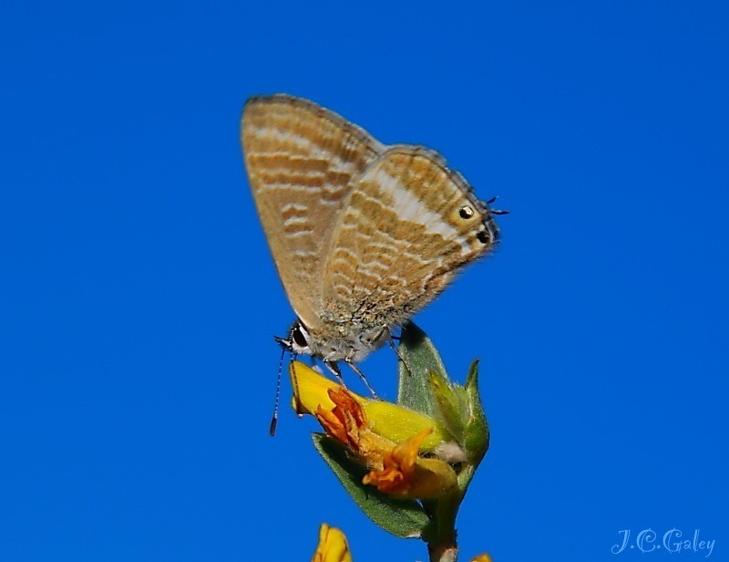 Mariposa y azul