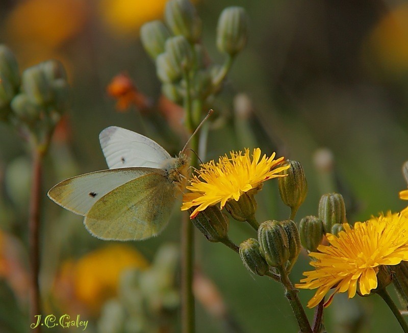 Mariposa de la col