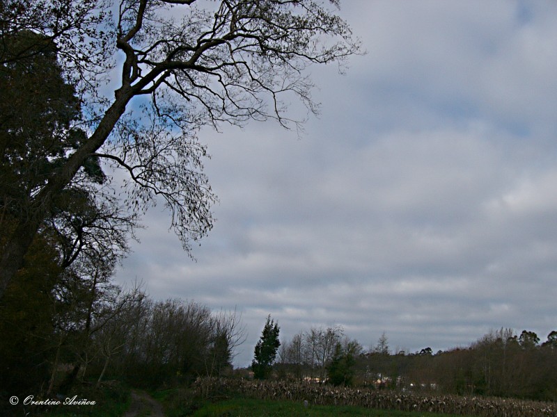 Paisaje invernal