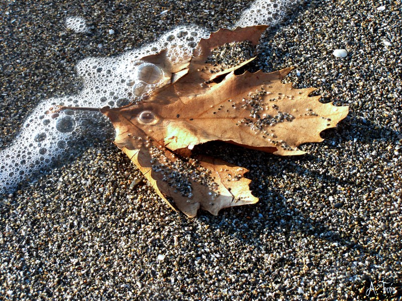 Hoja en la orilla del mar