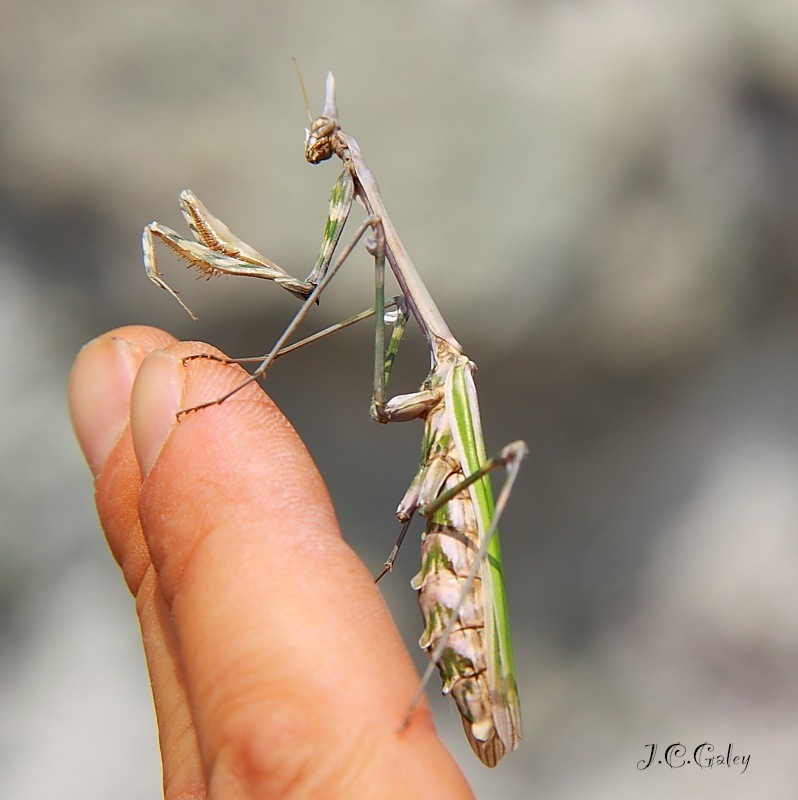 Mantis alienigena.1