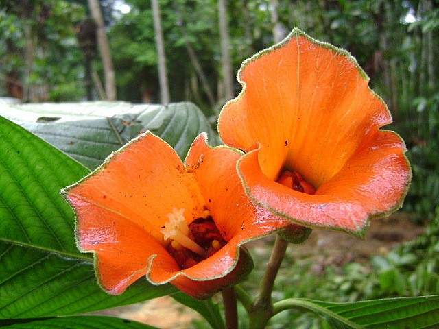 Flor en la selva