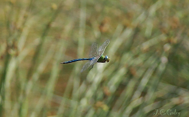 Volando voy...