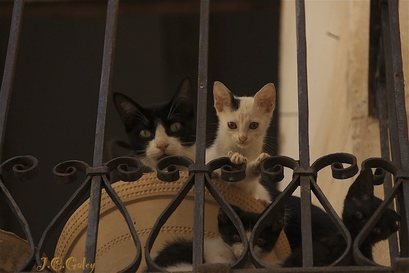 Familia de gatetes