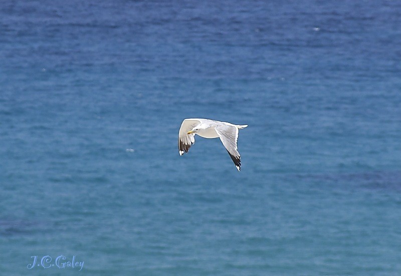 blanco y azul