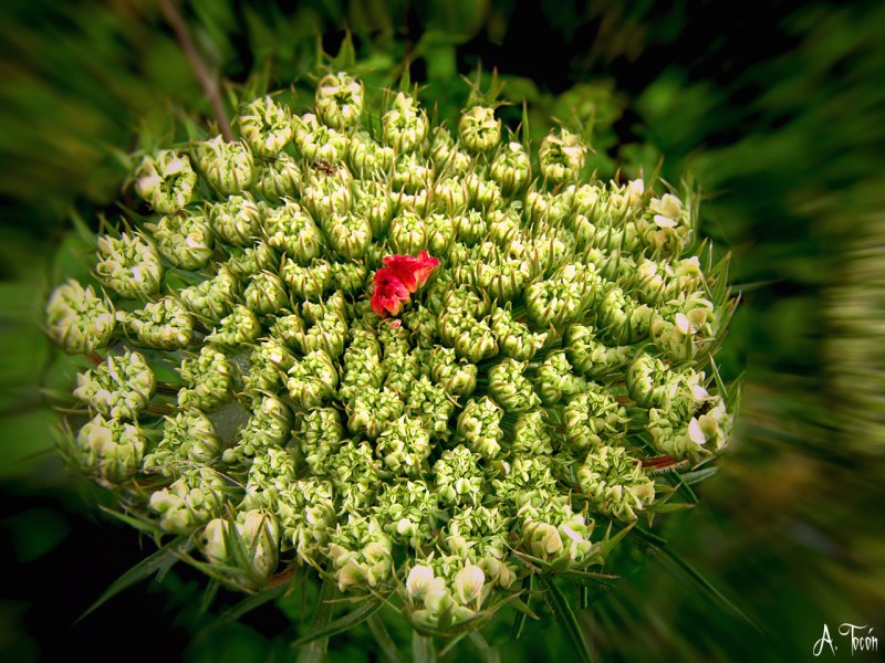 Flor260