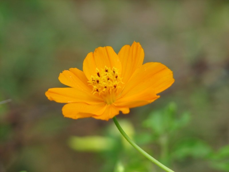 Flor amarilla