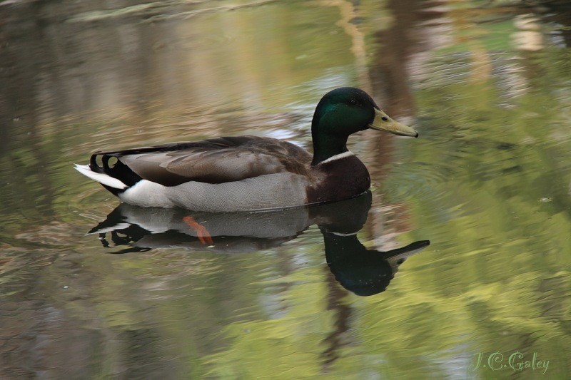 Reflejo