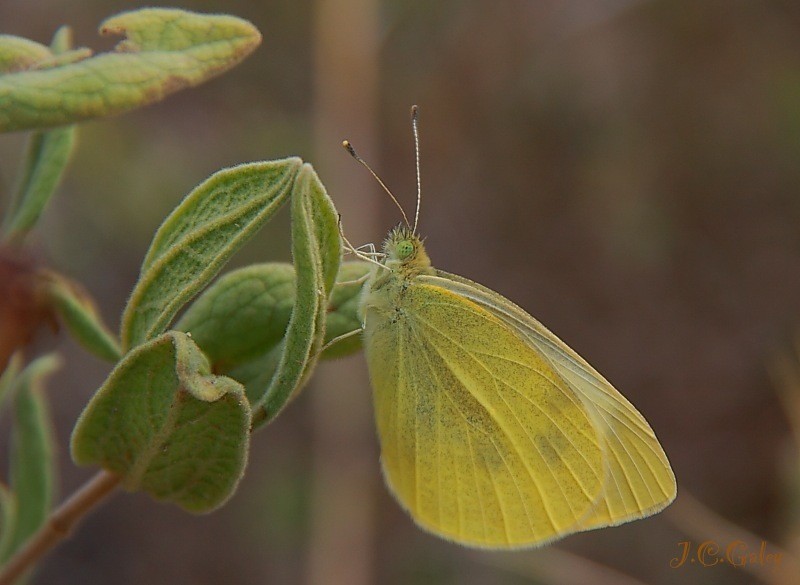 amarillo limon