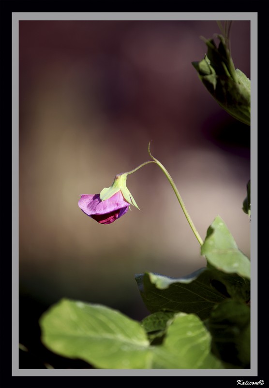 Flor del haba