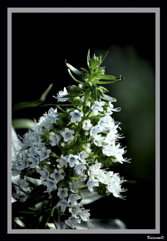 Petit bouquet de fleurs