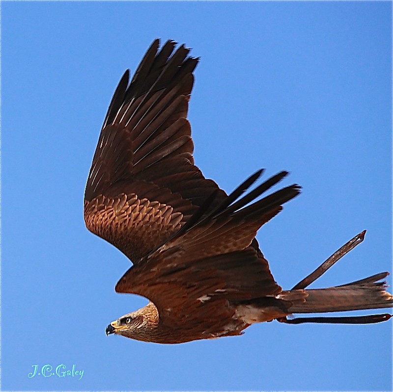 El vuelo del milano