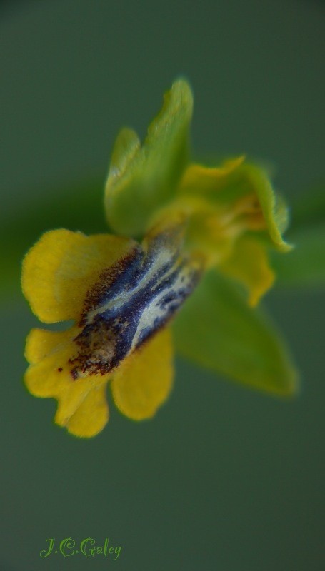 ophrys lutea