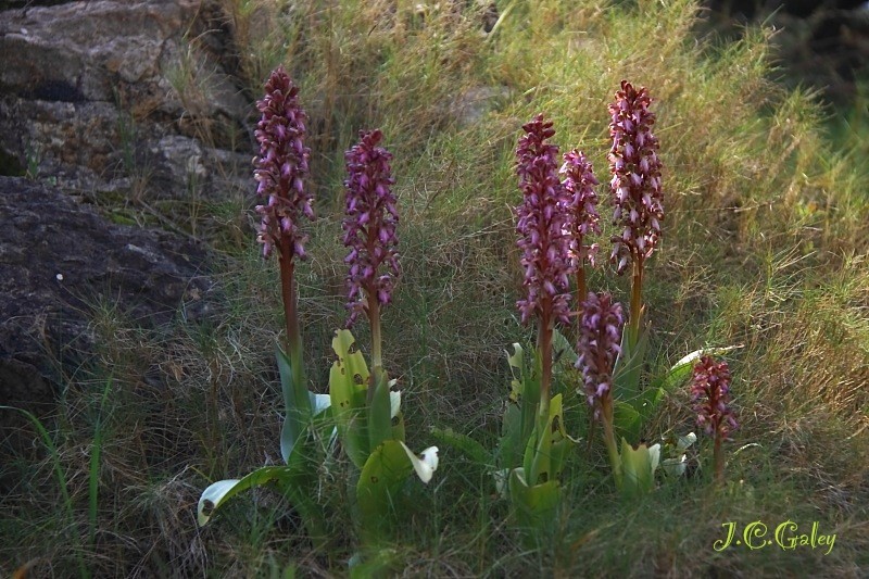 tiempo de orquideas