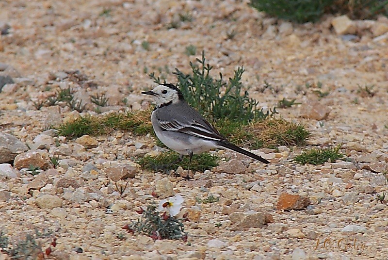 lavandera bollera