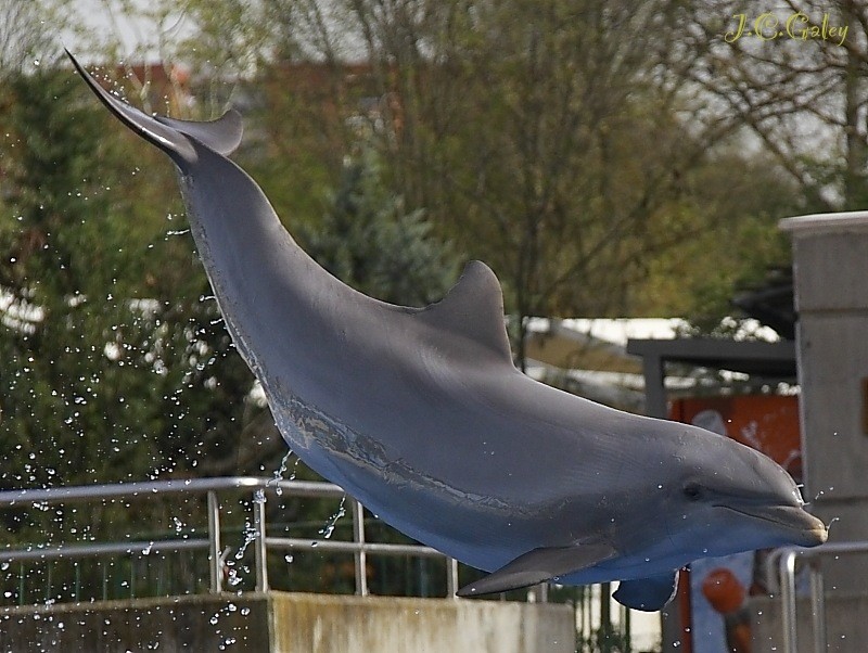 delfin volador