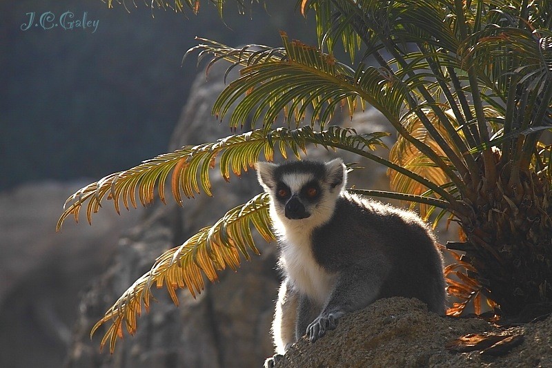 lemur de cola anillada