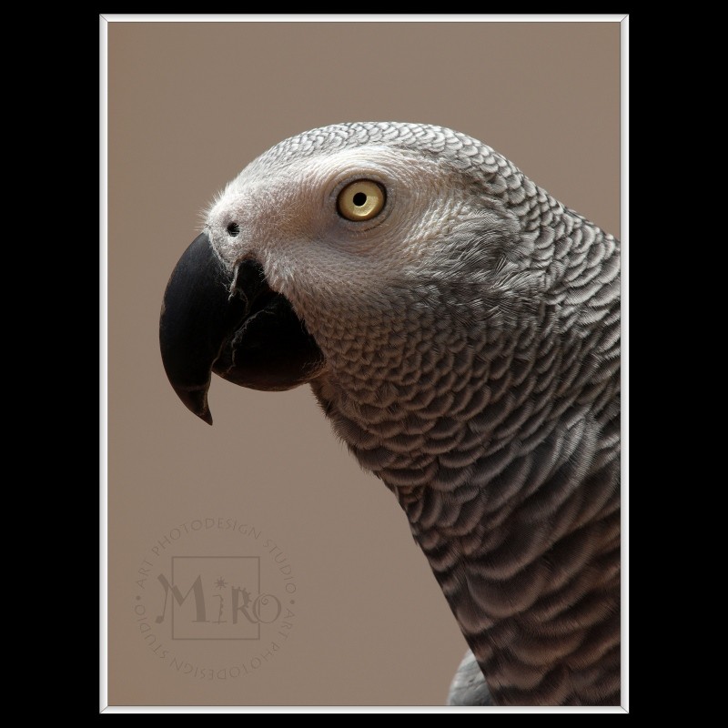 Congo African Grey Parrot