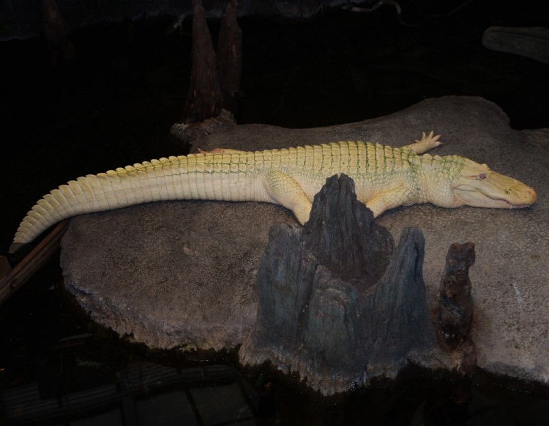 COCODRILO ALBINO