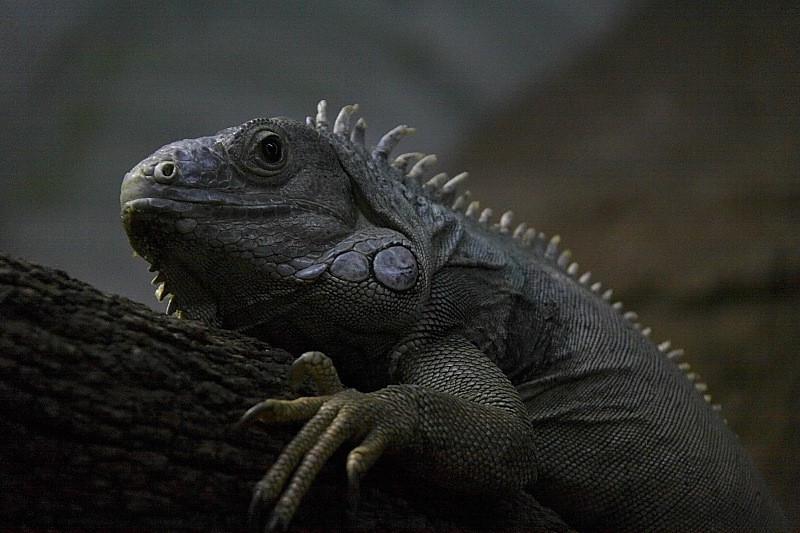 iguana