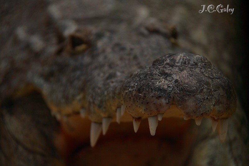 dientes,dientes que lo que les jo...