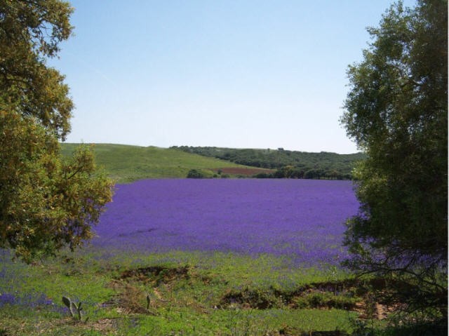 Campo de lrios