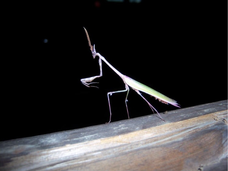 Empusa pennata