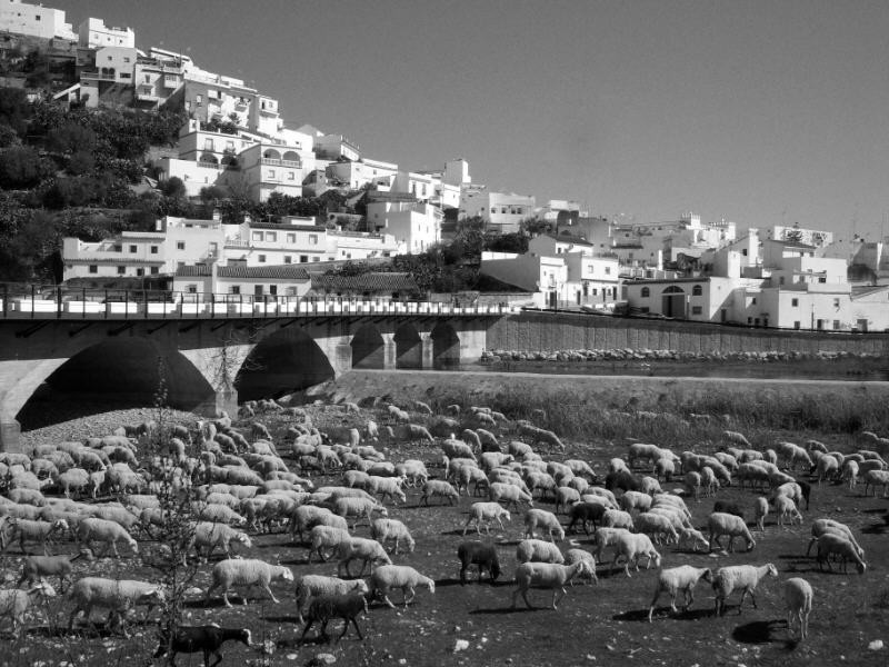 Pastando en el Guadalete