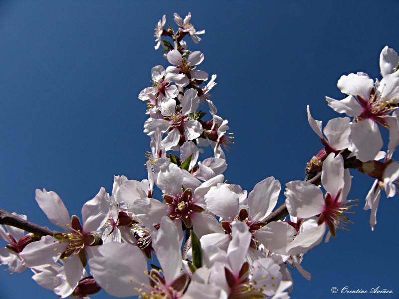 Abrazo de primavera