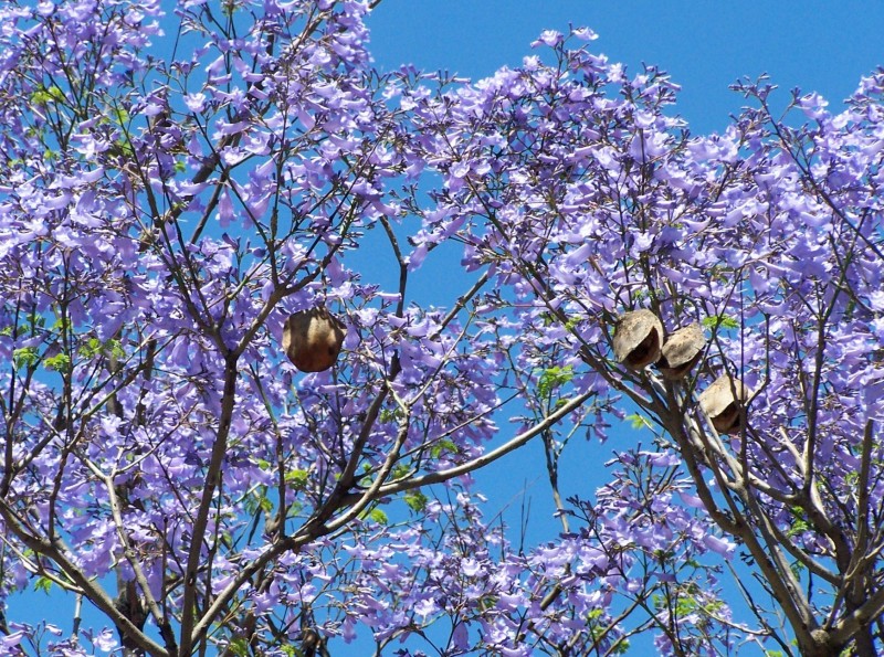 en violeta