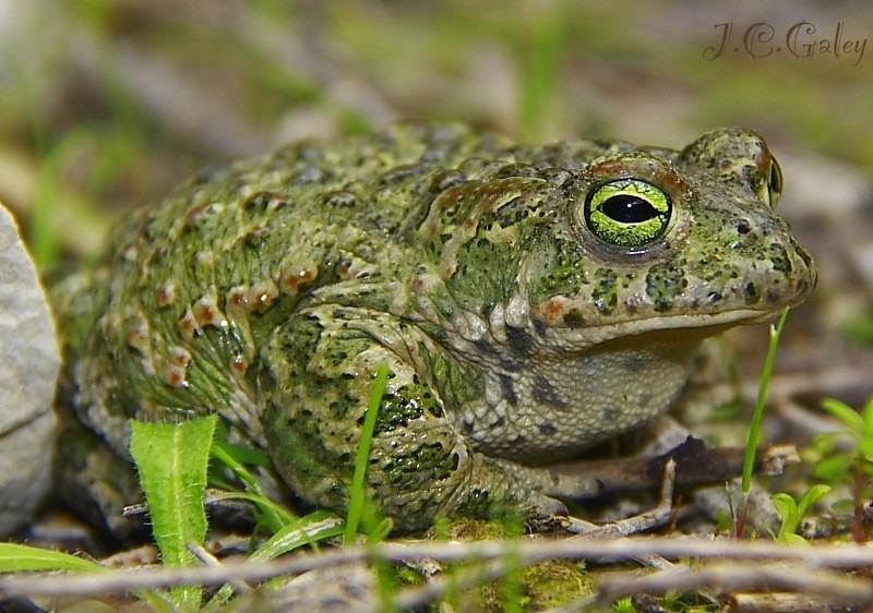 bufo calamita