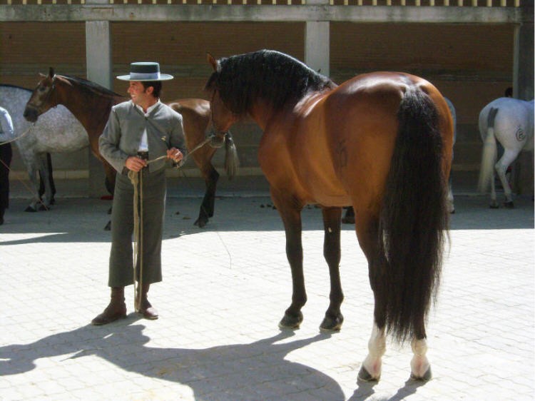 Caballo a concurso