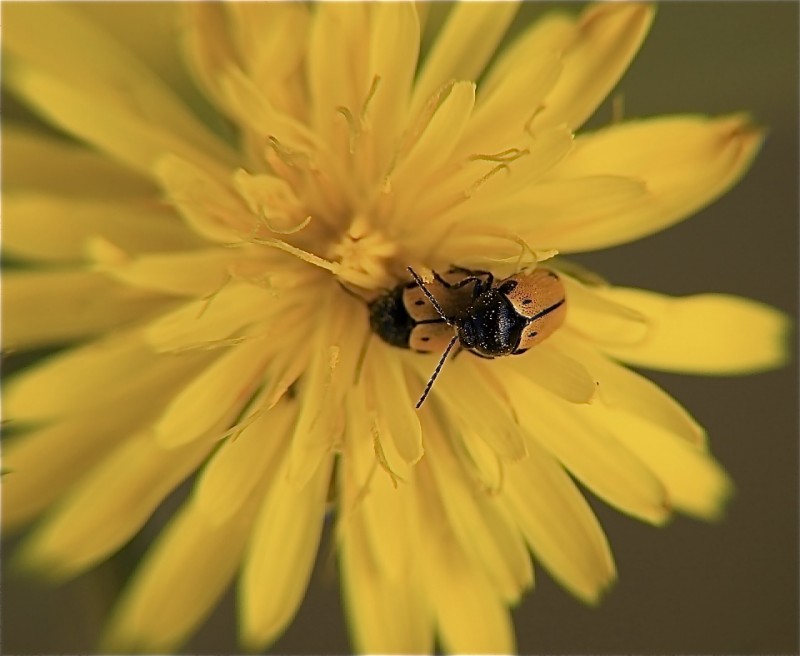 Amarillo sobre amarillo